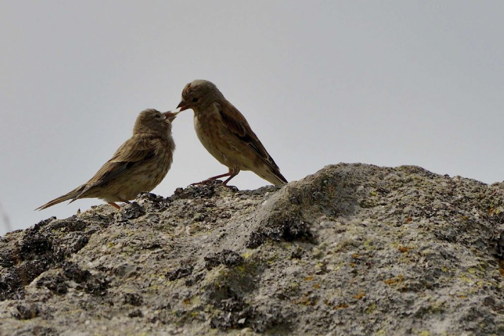 Uccellini da ID:  Fanelli (Carduelis cannabina)