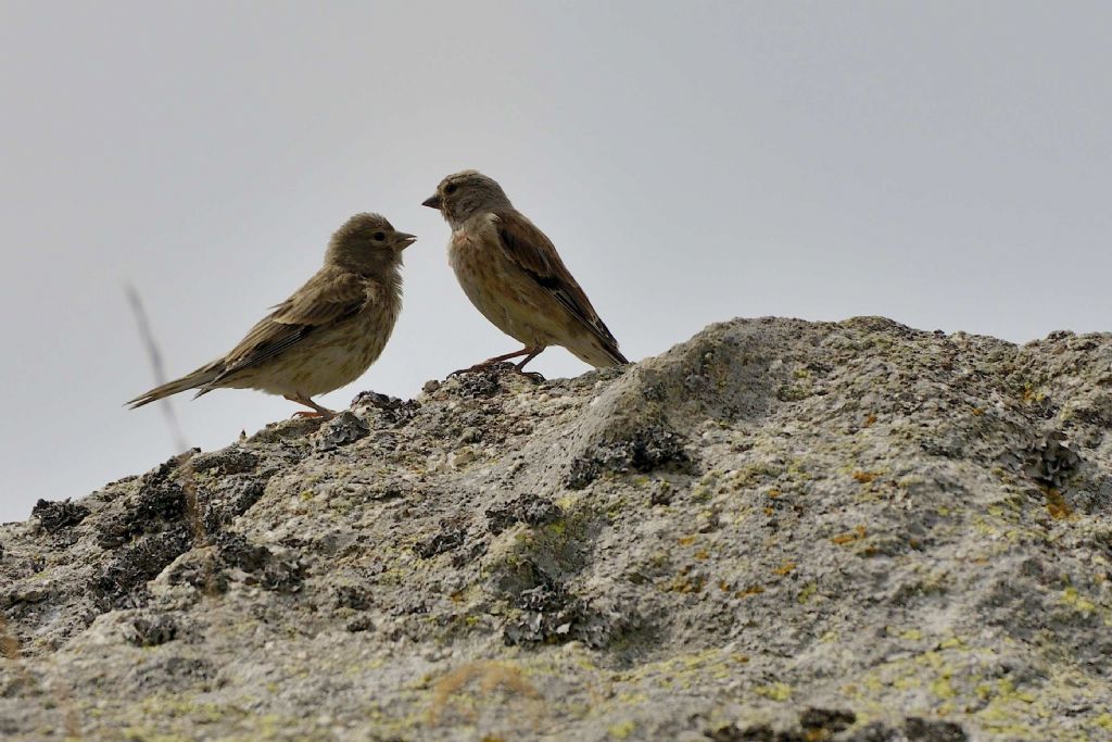 Uccellini da ID:  Fanelli (Carduelis cannabina)