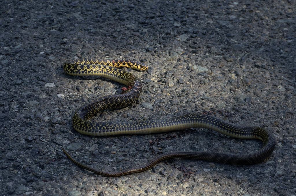 ID serpente ucciso:  Biacco (Hierophis viridiflavus)