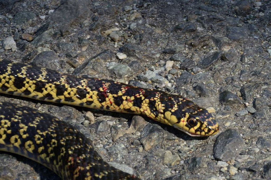 ID serpente ucciso:  Biacco (Hierophis viridiflavus)