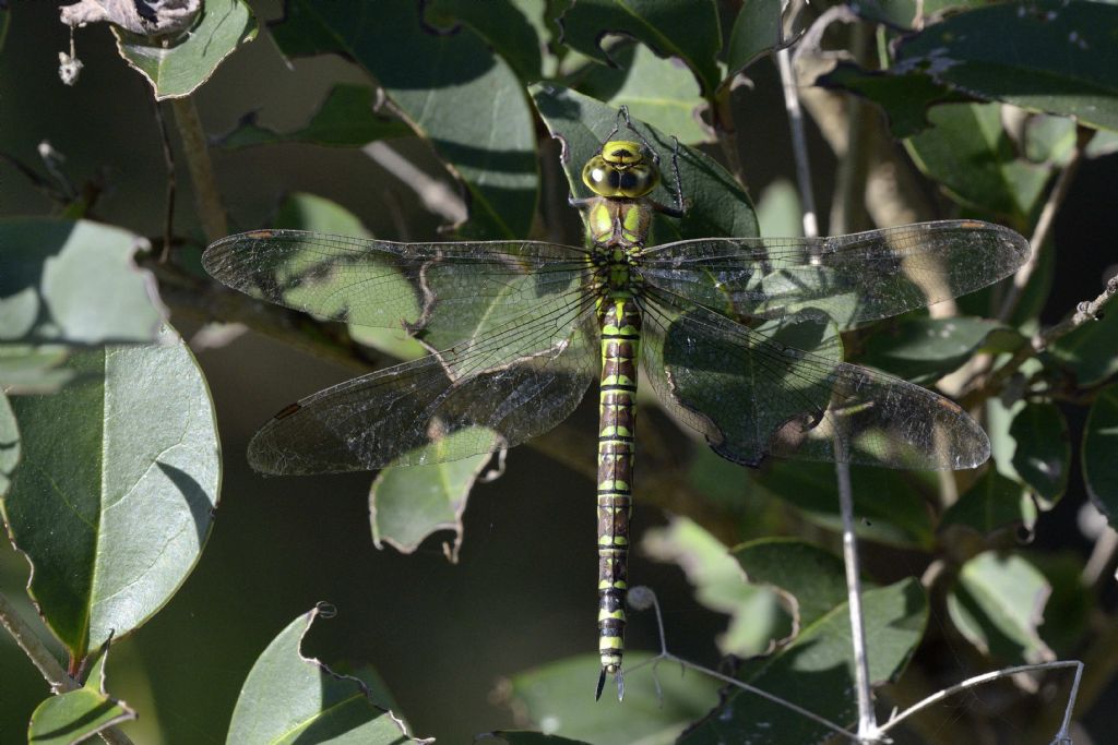 Aeshna cyanea f.