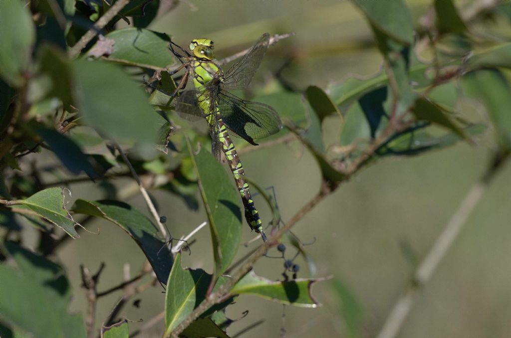 Aeshna cyanea f.