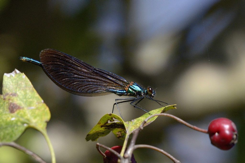 Calopteryx splendens m. ... no, Calopteryx virgo meridionalis