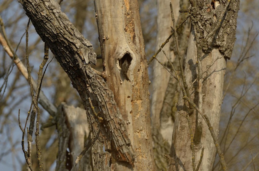 Rampichino comune (Certhia brachydactyla)