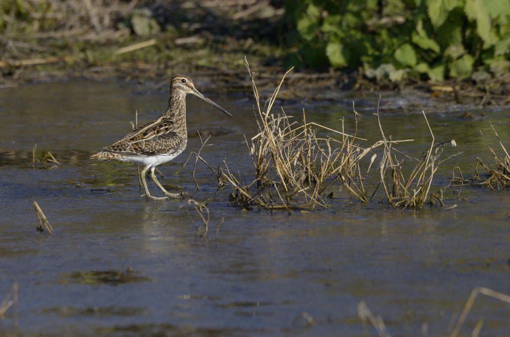 Beccaccino (Gallinago gallinago)