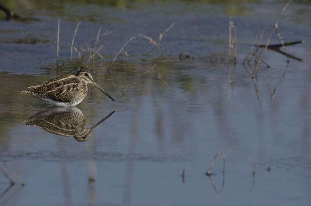 Beccaccino (Gallinago gallinago)