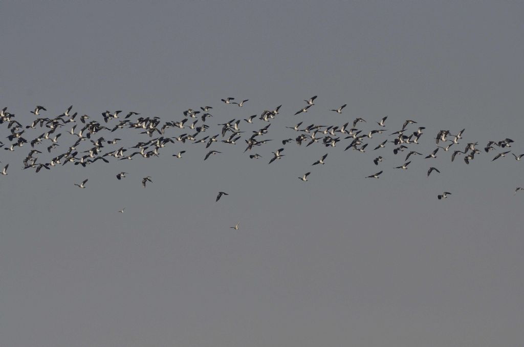 Piovanelli (Calidris ferruginea) ?