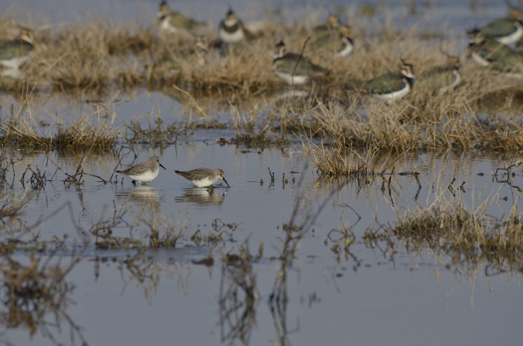 Piovanelli (Calidris ferruginea) ?