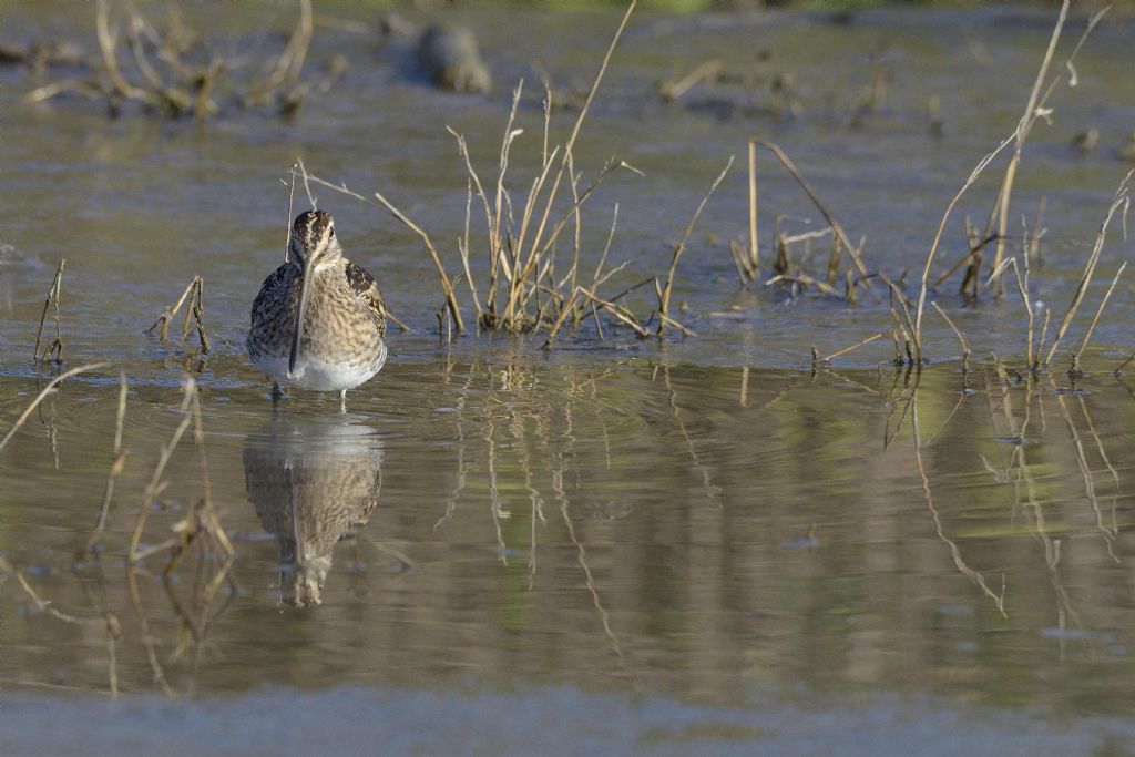 Beccaccino (Gallinago gallinago)