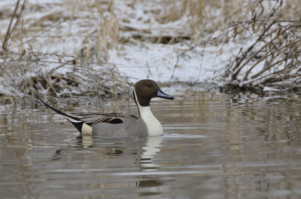 Codone (Anas acuta) maschio e Germano reale (Anas platyrhynchos) femmina