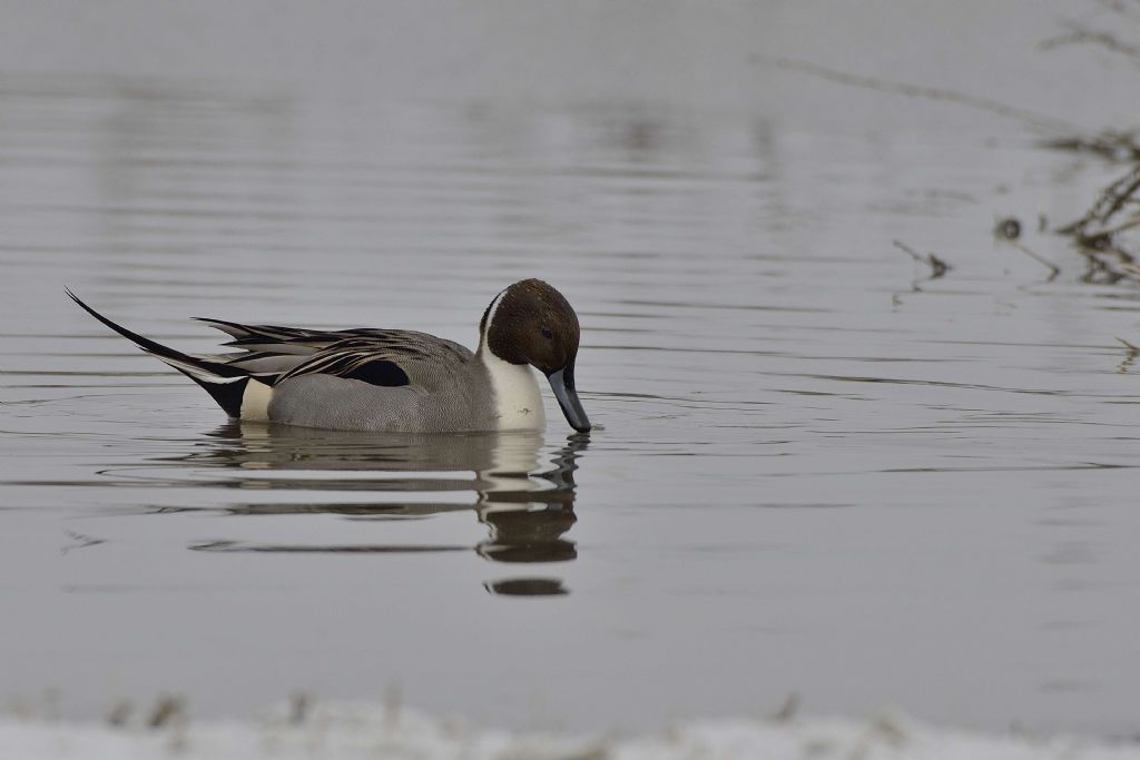 Codone (Anas acuta) maschio e Germano reale (Anas platyrhynchos) femmina