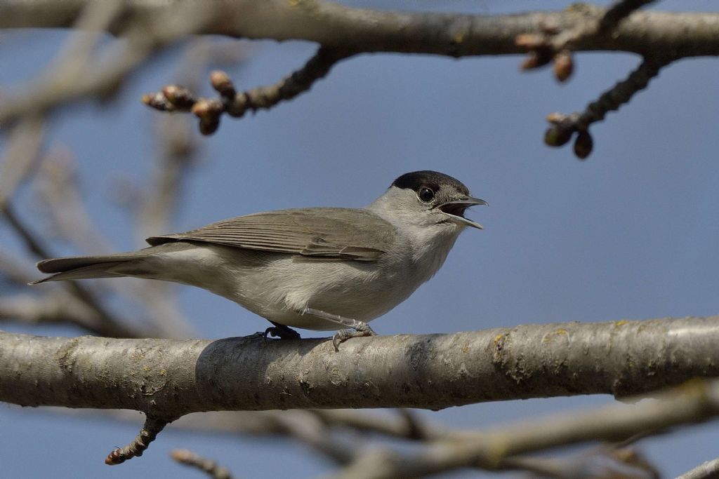 Capinera (Sylvia atricapilla),  m.