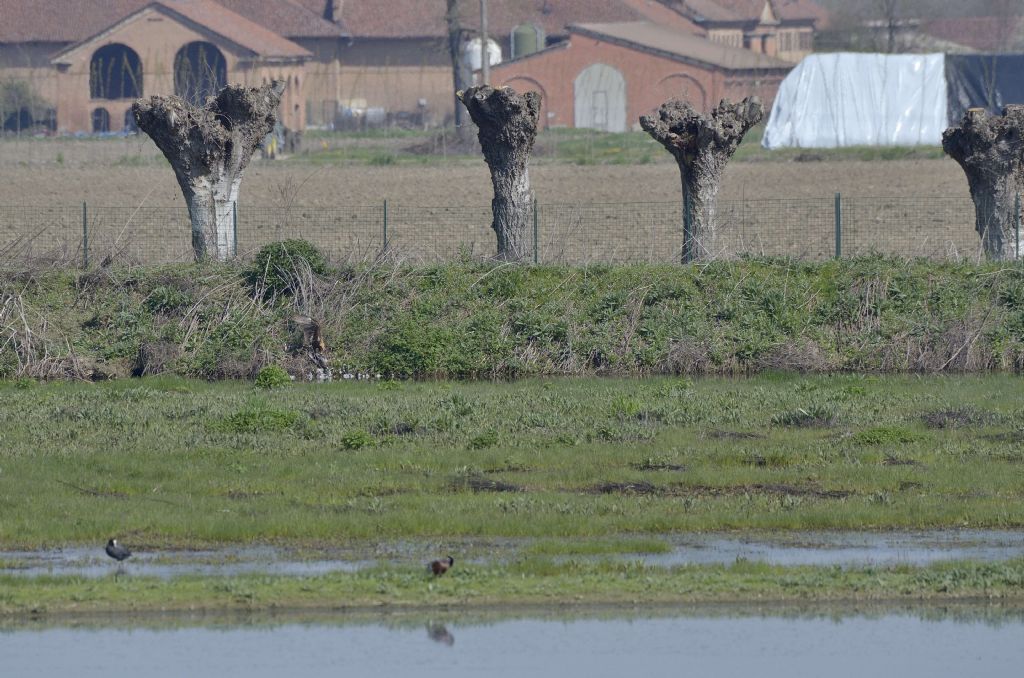 Falco di palude (Circus aeruginosus) in predazione