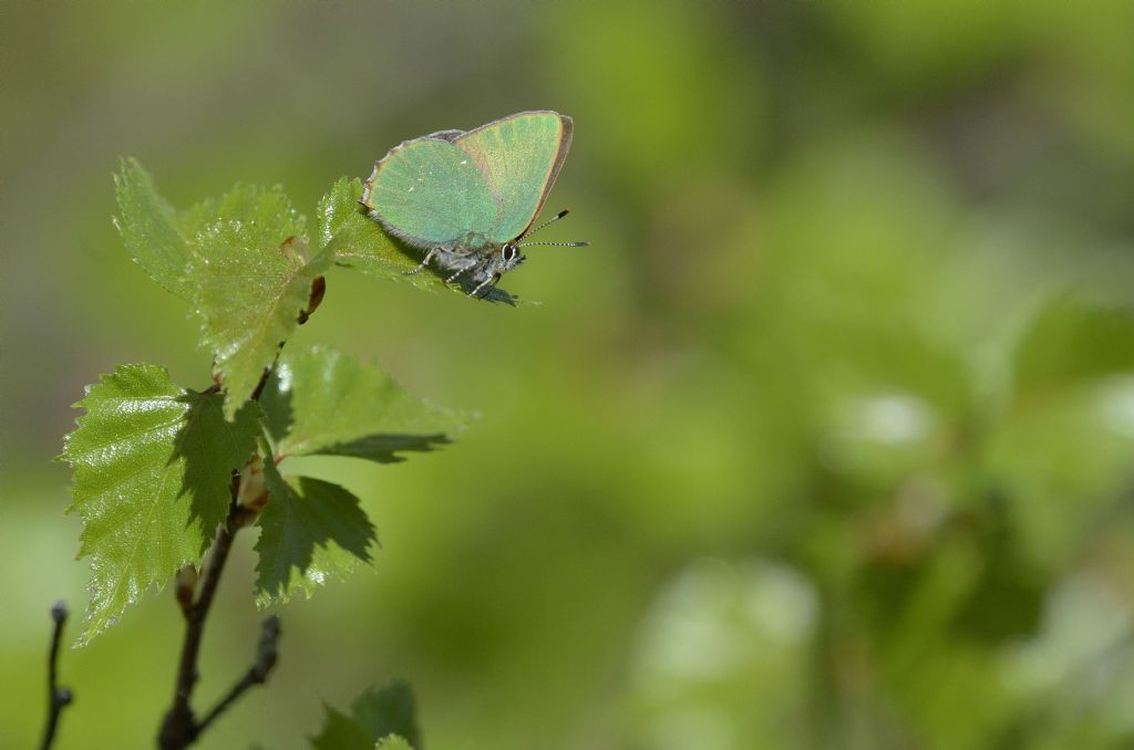 Callophrys rubi