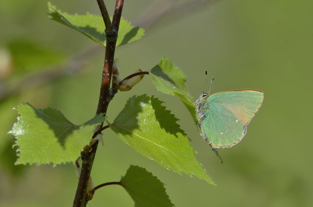 Callophrys rubi