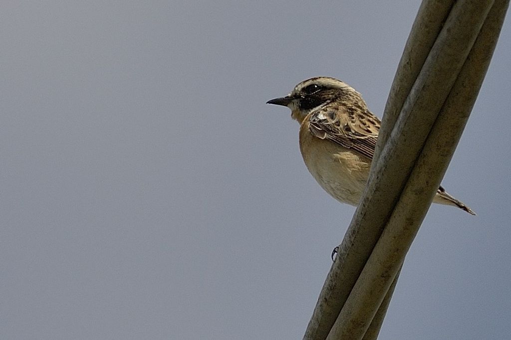 Stiaccino ?  S  (Saxicola rubetra)