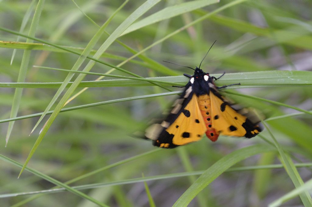 Arctia villica ?  S !  (Erebidae Arctiinae)