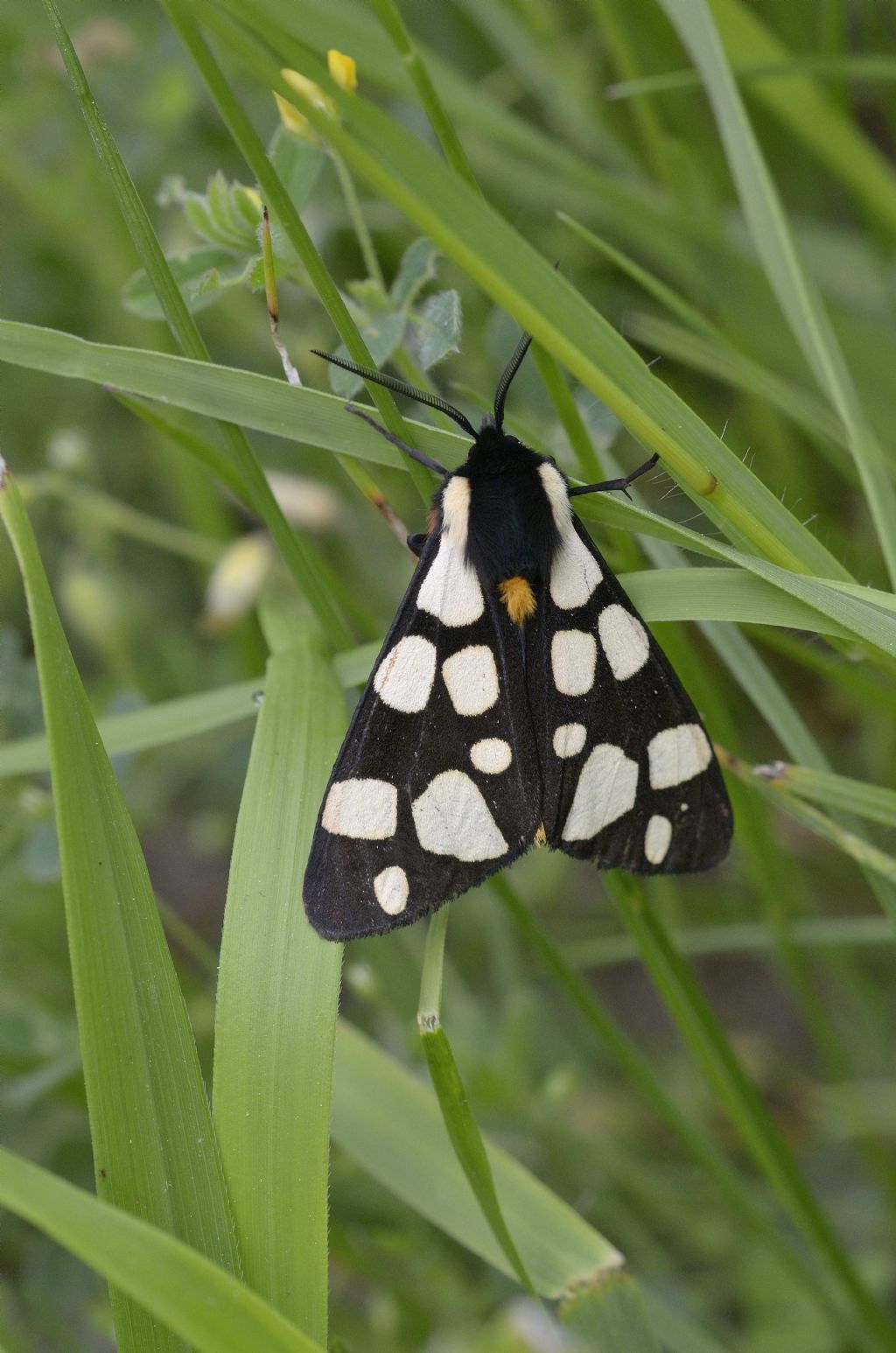 Arctia villica ?  S !  (Erebidae Arctiinae)