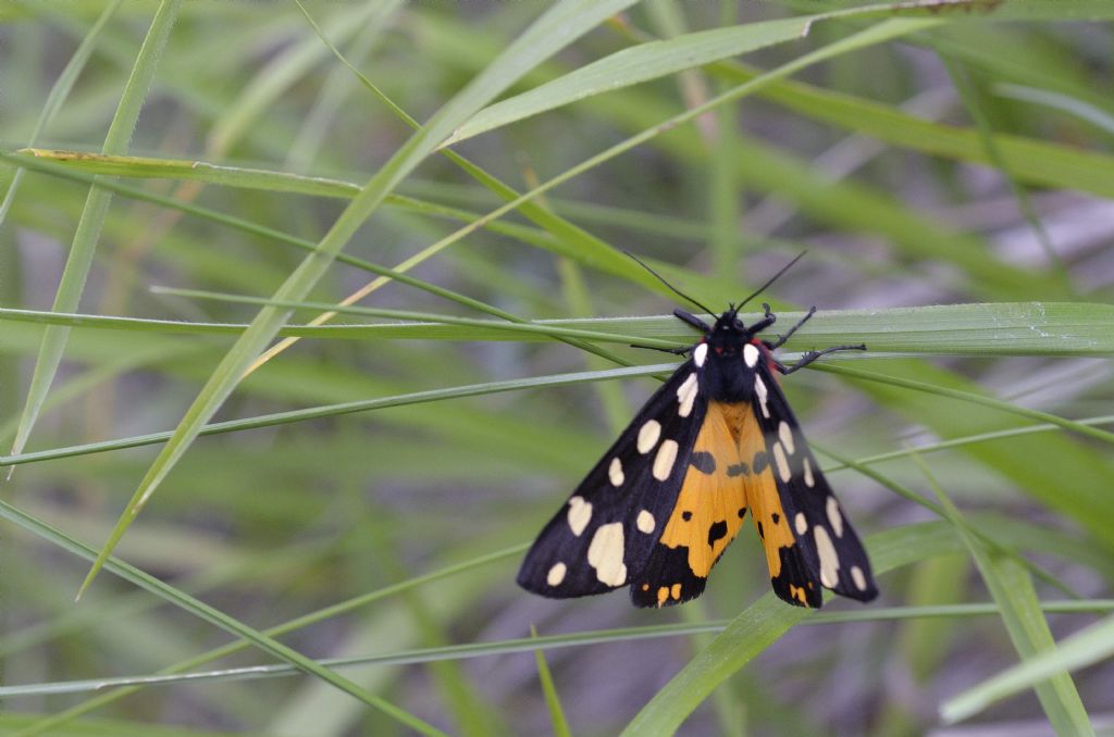 Arctia villica ?  S !  (Erebidae Arctiinae)