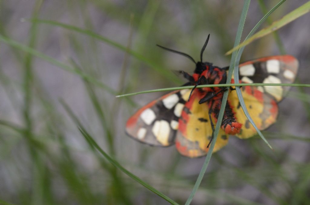 Arctia villica ?  S !  (Erebidae Arctiinae)