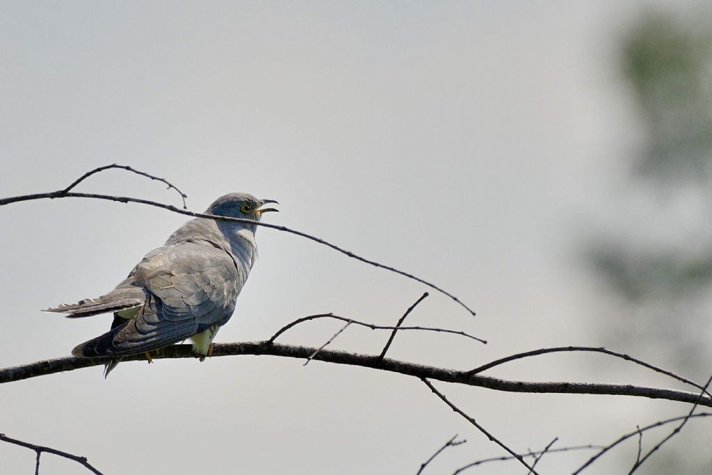 Cuculo (Cuculus canorus)