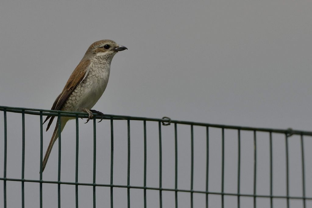 Averla piccola (Lanius collurio), femmina