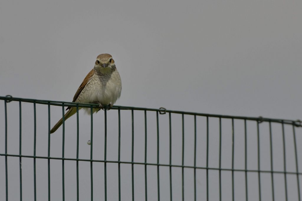 Averla piccola (Lanius collurio), femmina