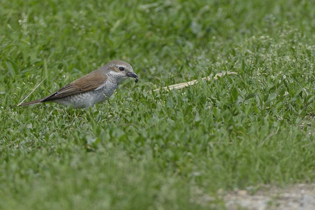 Averla piccola (Lanius collurio), femmina