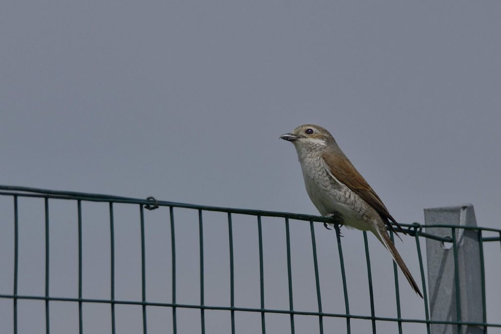 Averla piccola (Lanius collurio), femmina