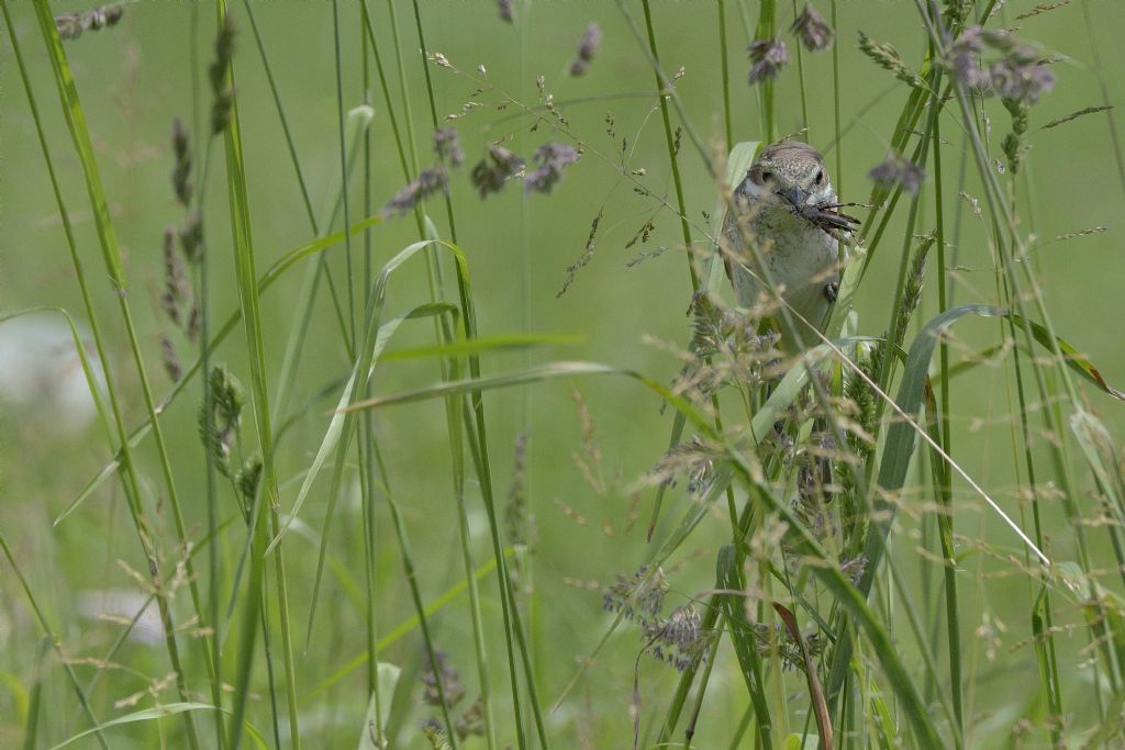 Averla piccola (Lanius collurio), femmina