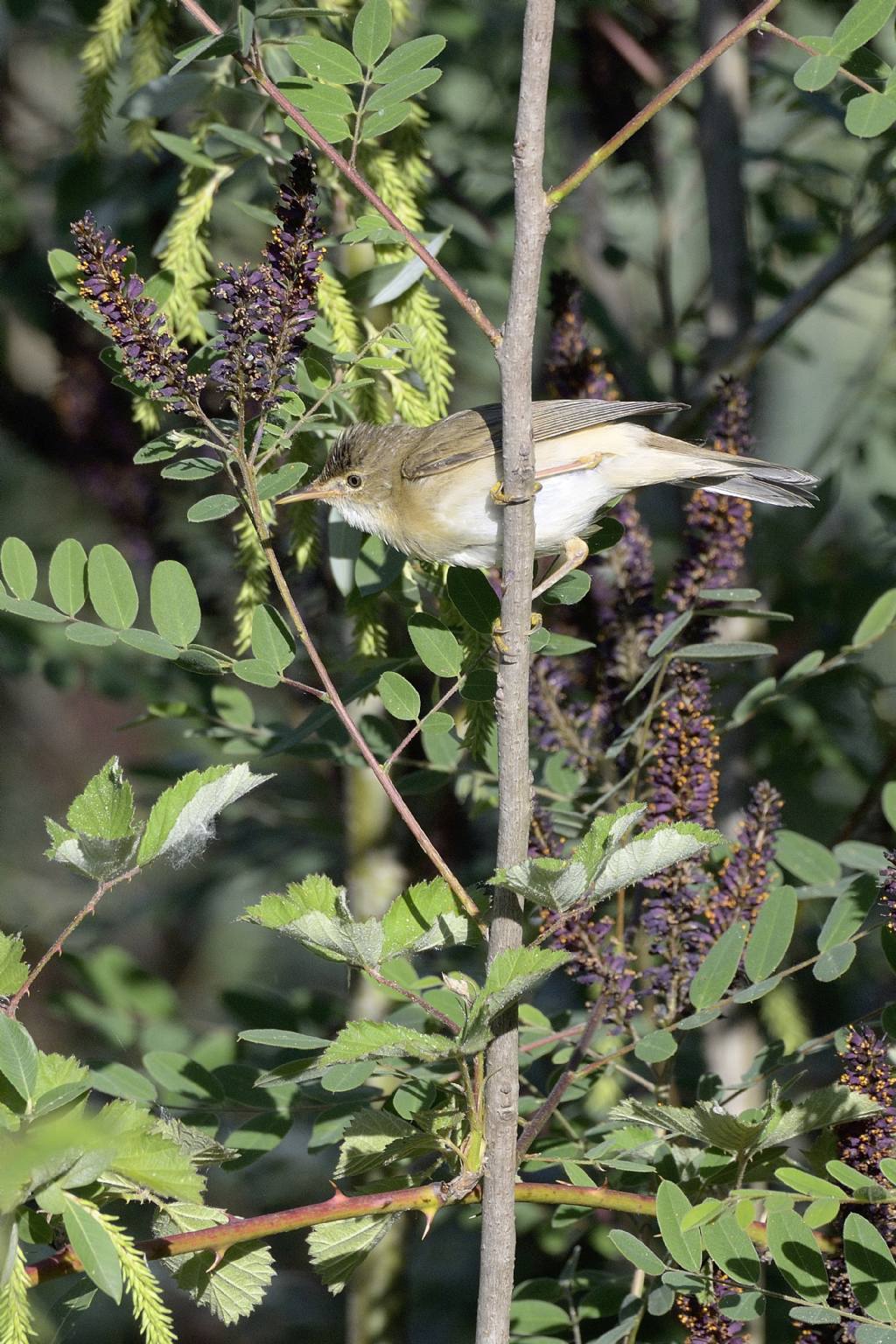 Cannaiola verdognola (Acrocephalus palustris)