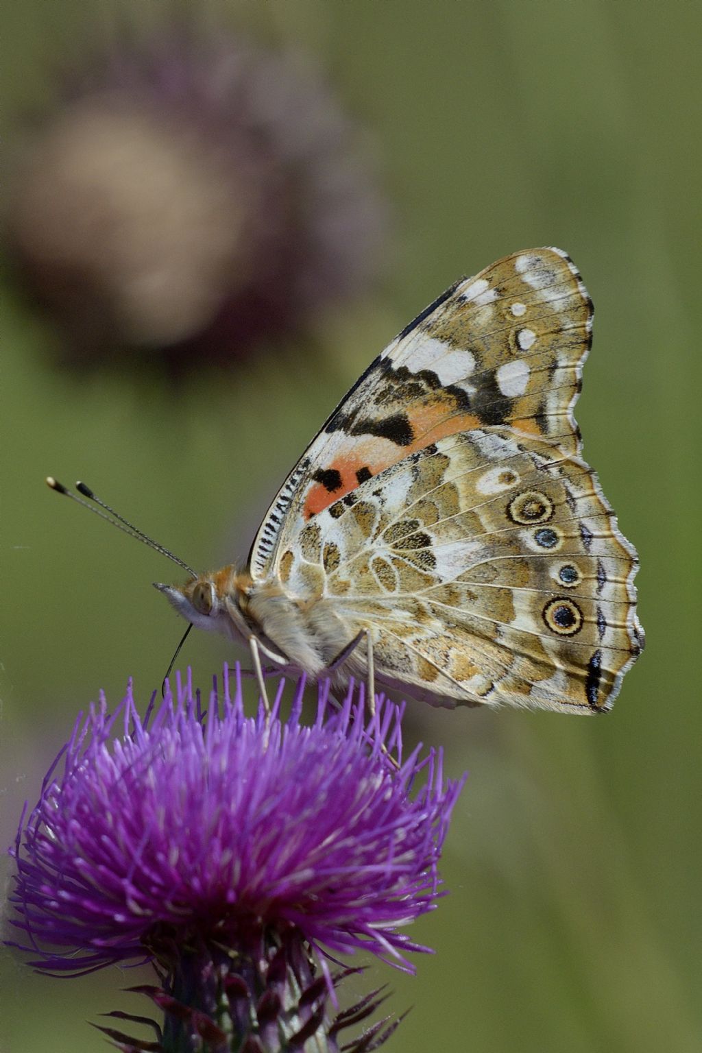 Vanessa cardui