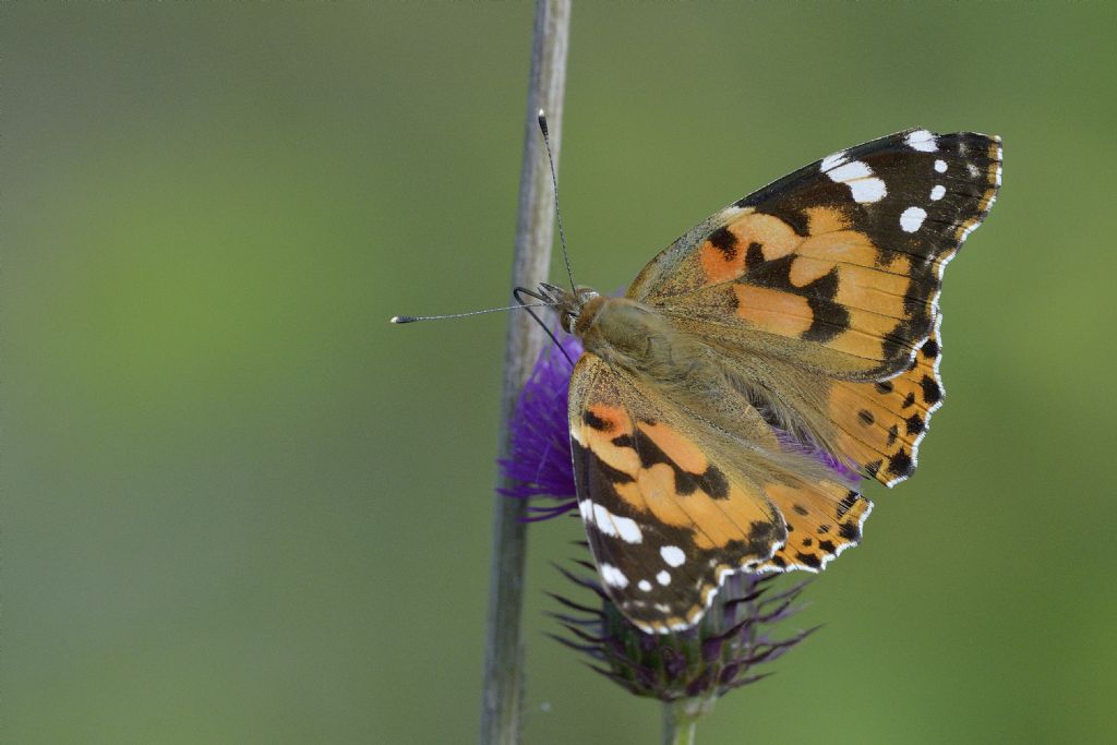 Vanessa cardui