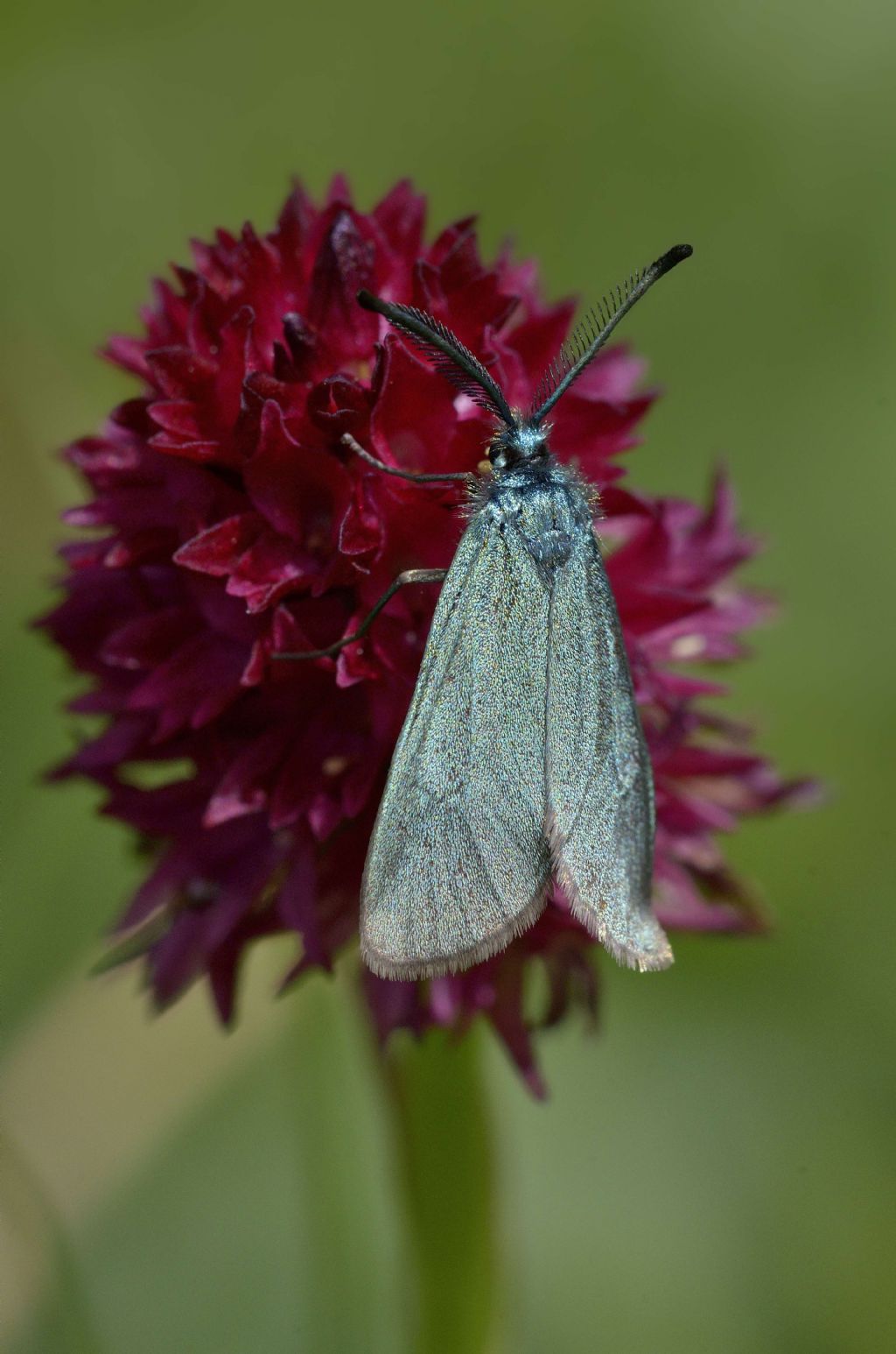 Zygaenidae Jordanita sp. o Adscita sp.