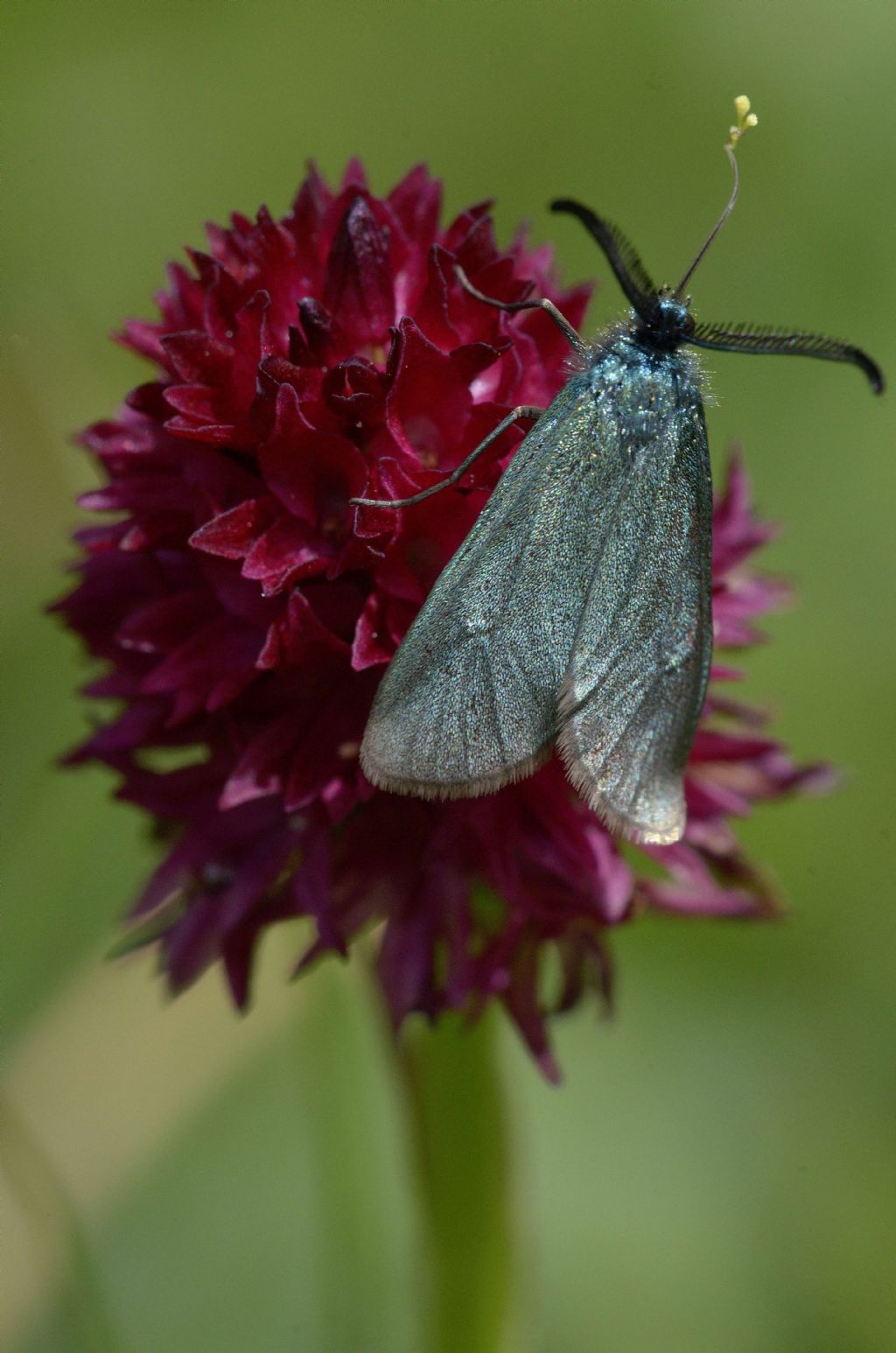 Zygaenidae Jordanita sp. o Adscita sp.