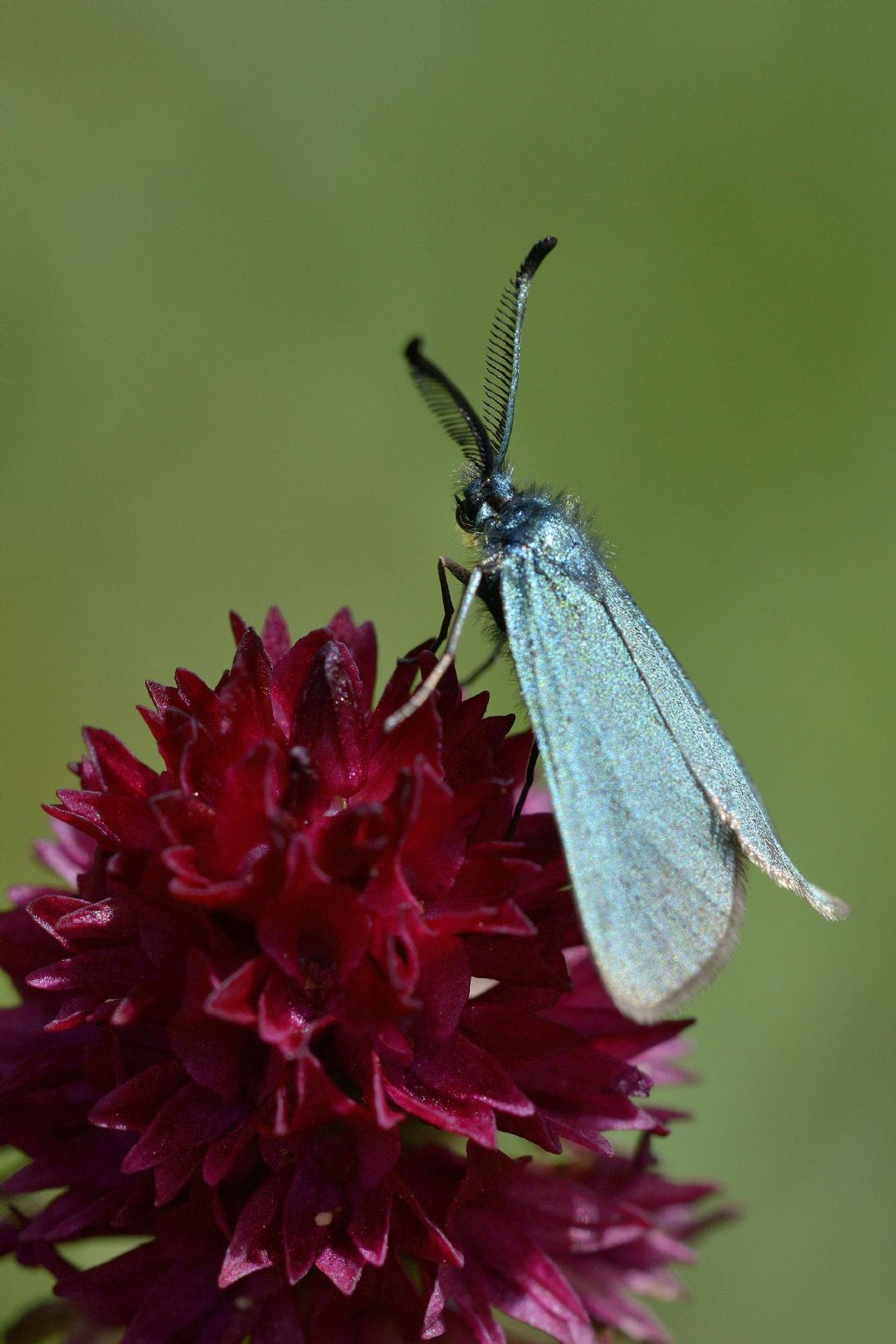 Zygaenidae Jordanita sp. o Adscita sp.