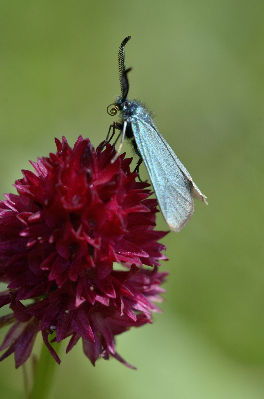 Zygaenidae Jordanita sp. o Adscita sp.