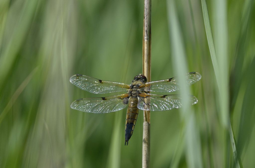 Libellula quadrimaculata