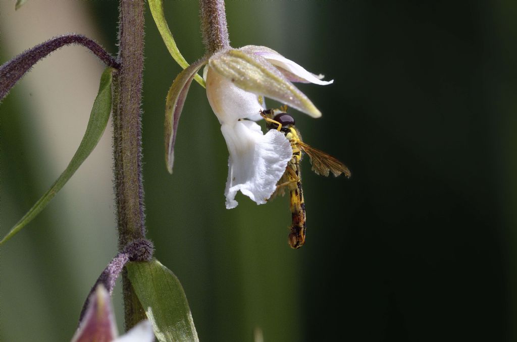 Sphaerophoria scripta ? Si, maschio