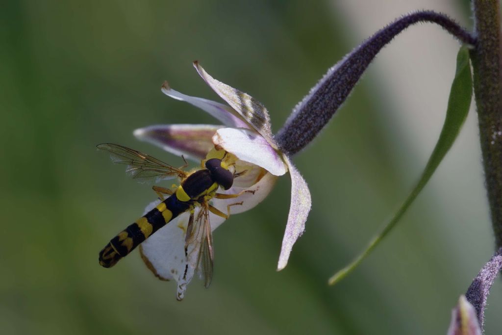 Sphaerophoria scripta ? Si, maschio