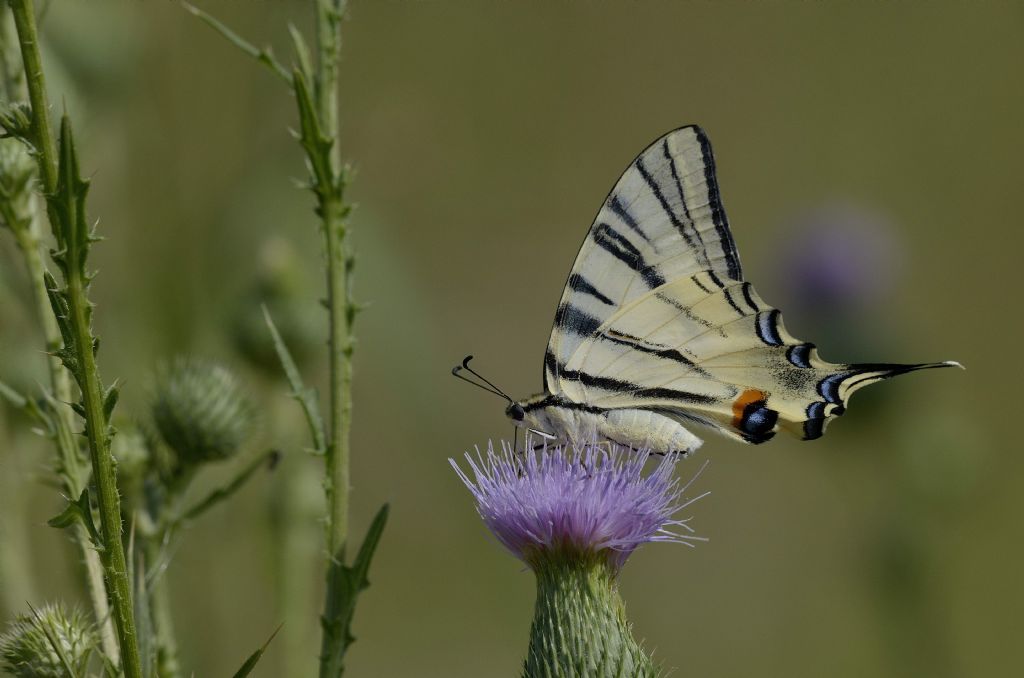 Iphiclides podalirius