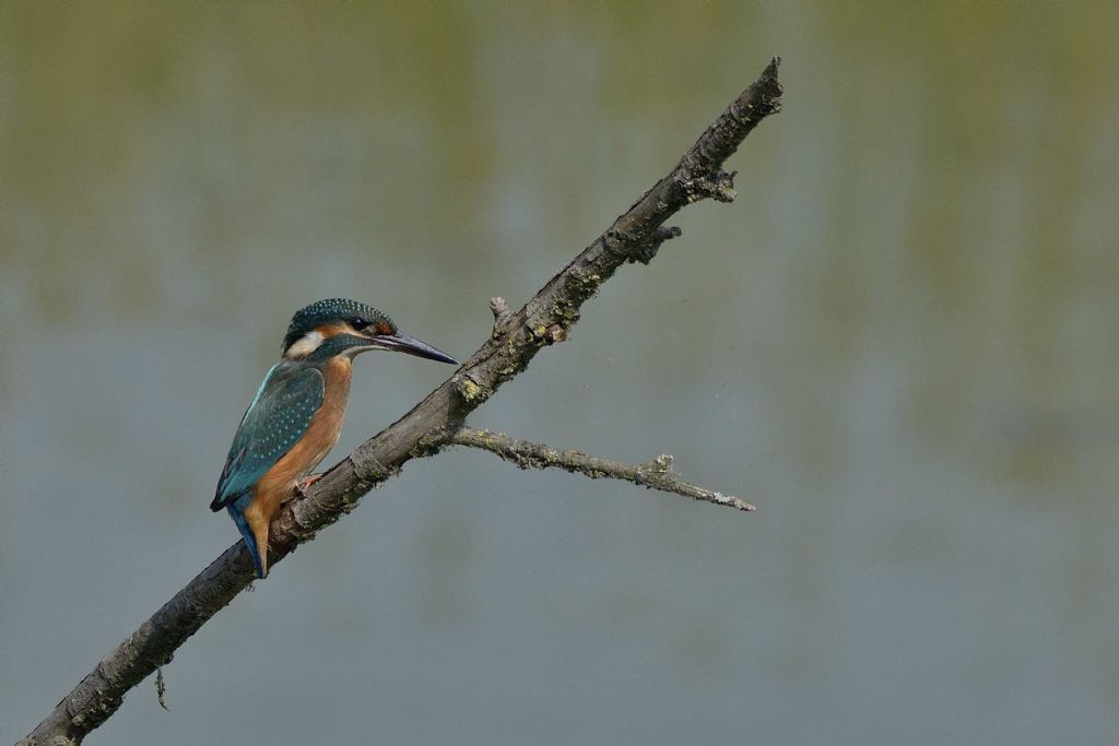 Finalmente il martin pescatore