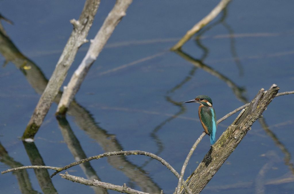 Finalmente il martin pescatore