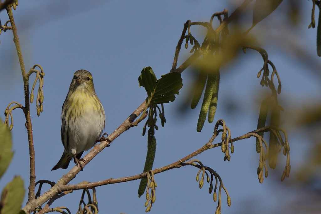 Lucherini  (Spinus spinus)