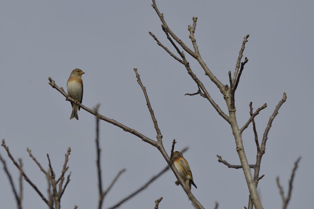 Peppole (Fringilla montifringilla)