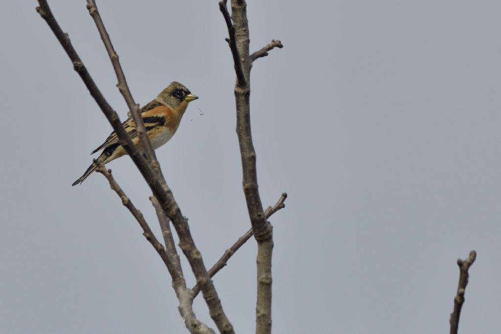 Peppole (Fringilla montifringilla)