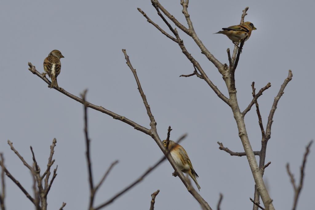 Peppole (Fringilla montifringilla)