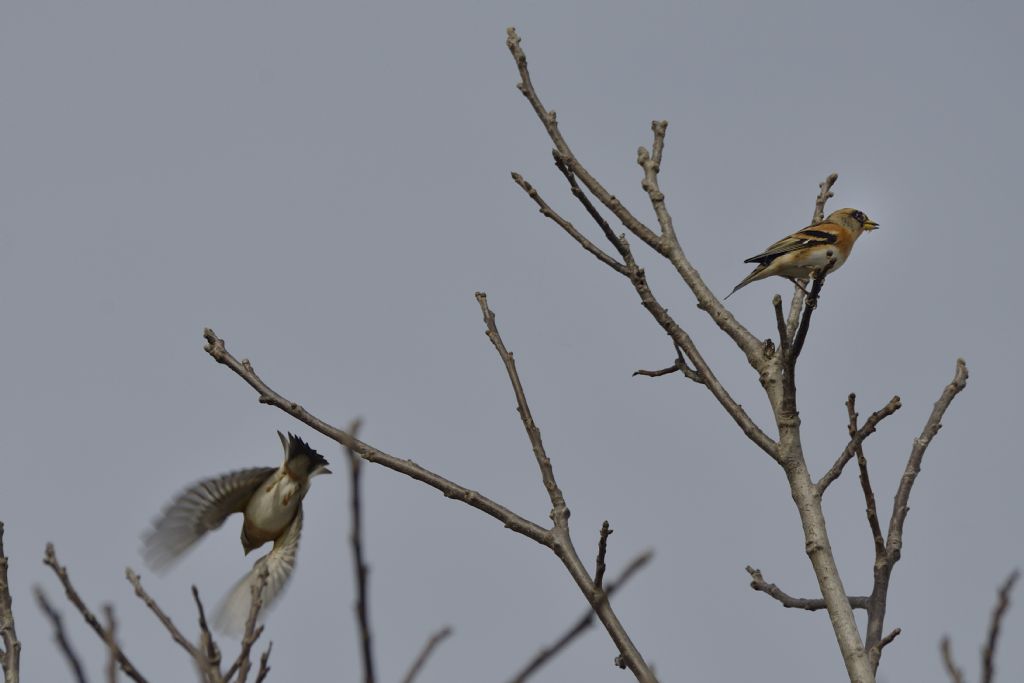 Peppole (Fringilla montifringilla)