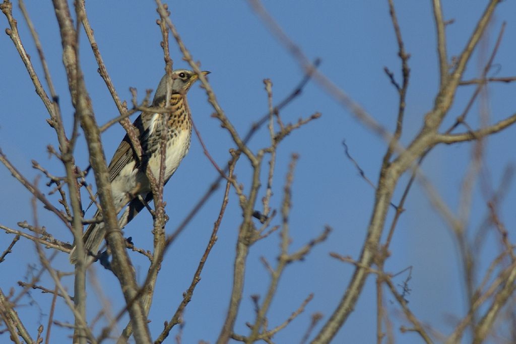 Cesena (Turdus pilaris) ?  S !