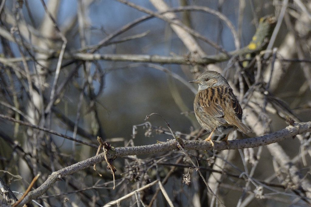 Passera scopaiola (Prunella modularis)